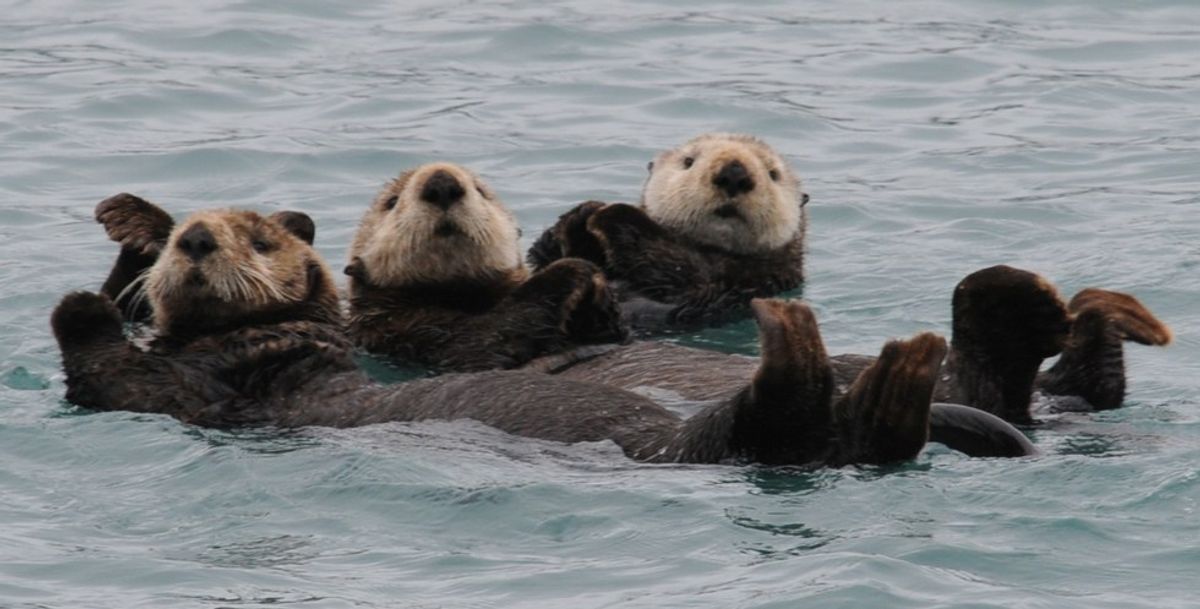 5 Amazing Facts About Sea Otters