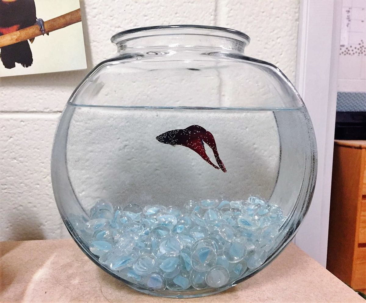 5 Struggles Of Keeping A Pet Fish In Your Dorm Room