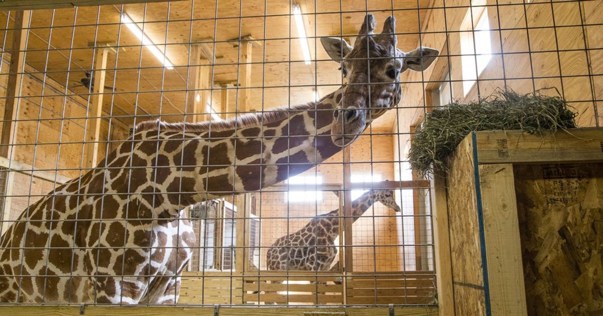 6 April The Giraffe Memes That You Need To See Right Now 6327