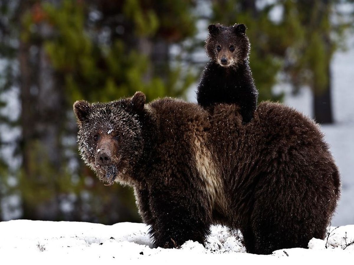 What You Need To Know About The Bill That Allows Hibernating Bears And Wolves To Be Hunted