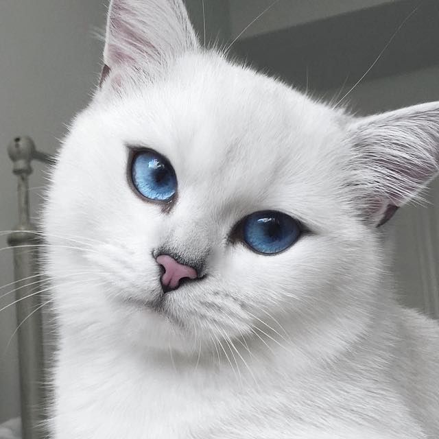 the prettiest cat