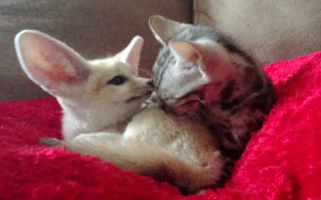 kitten gives fennec fox bath