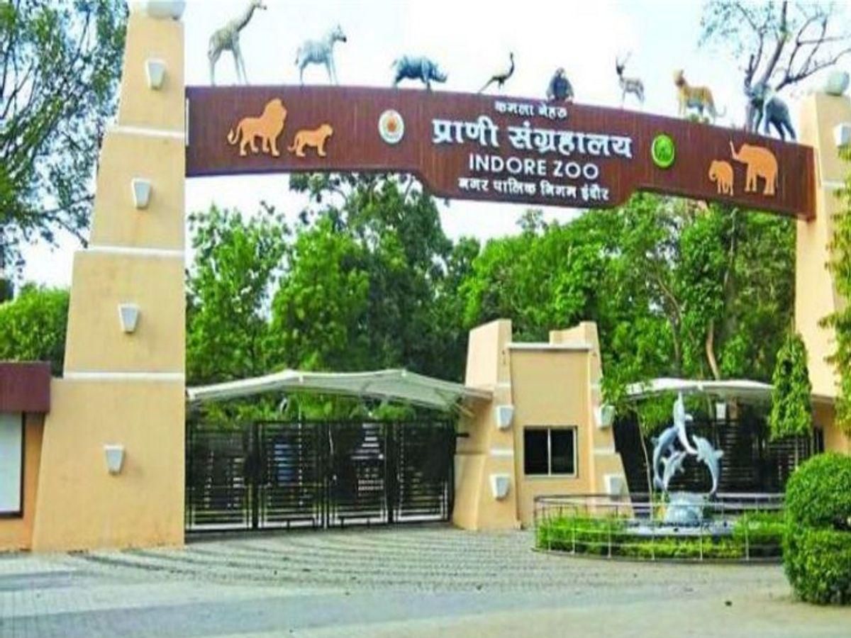 indore-zoo-african-zebras - Knocksense