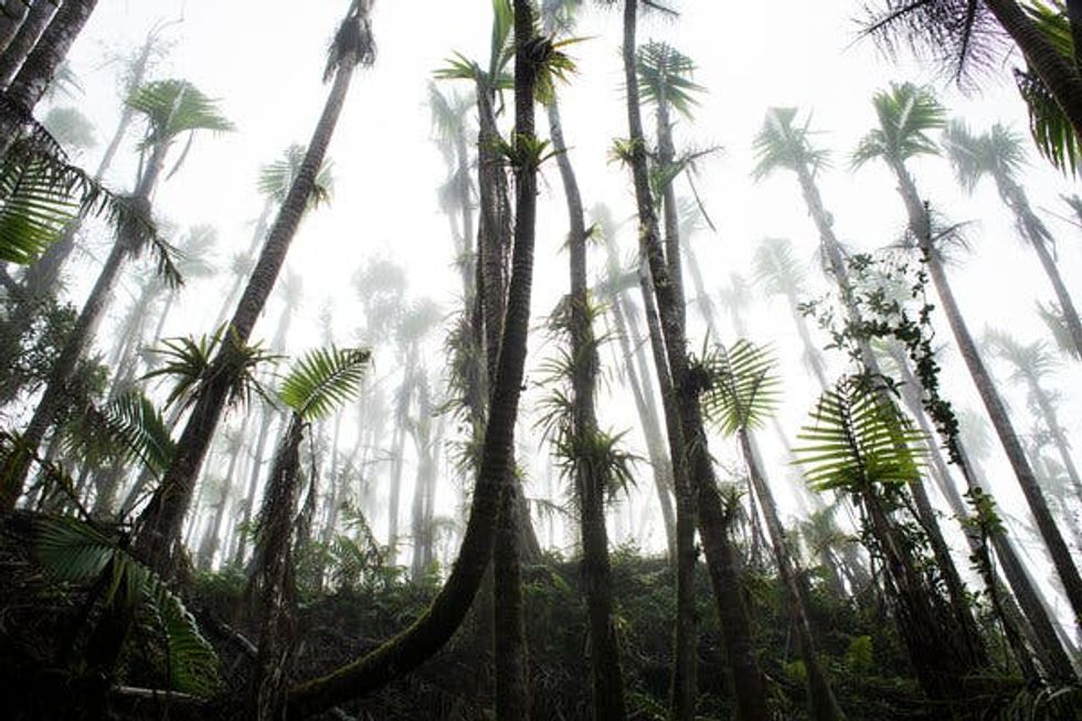 Forests protect the climate. A future with more storms would mean trouble