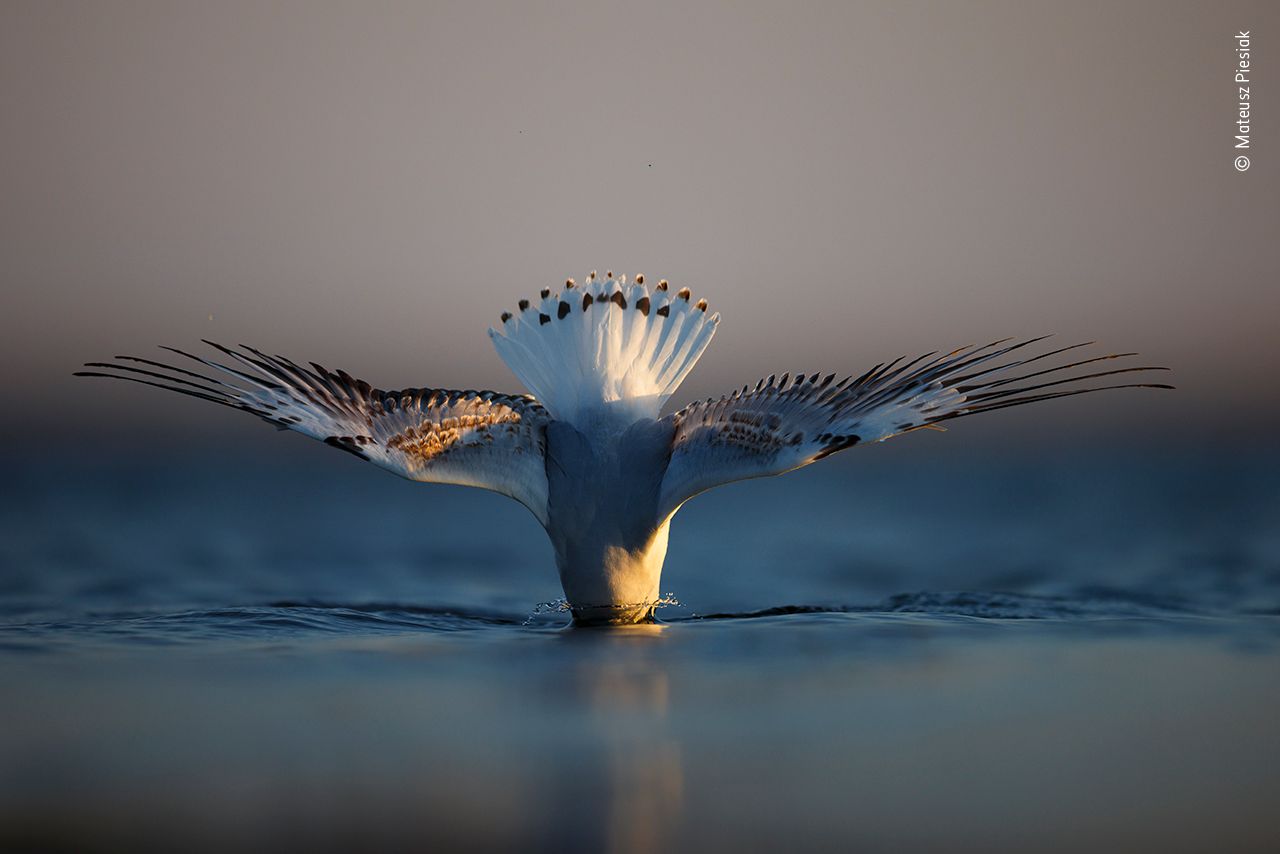 bird photography