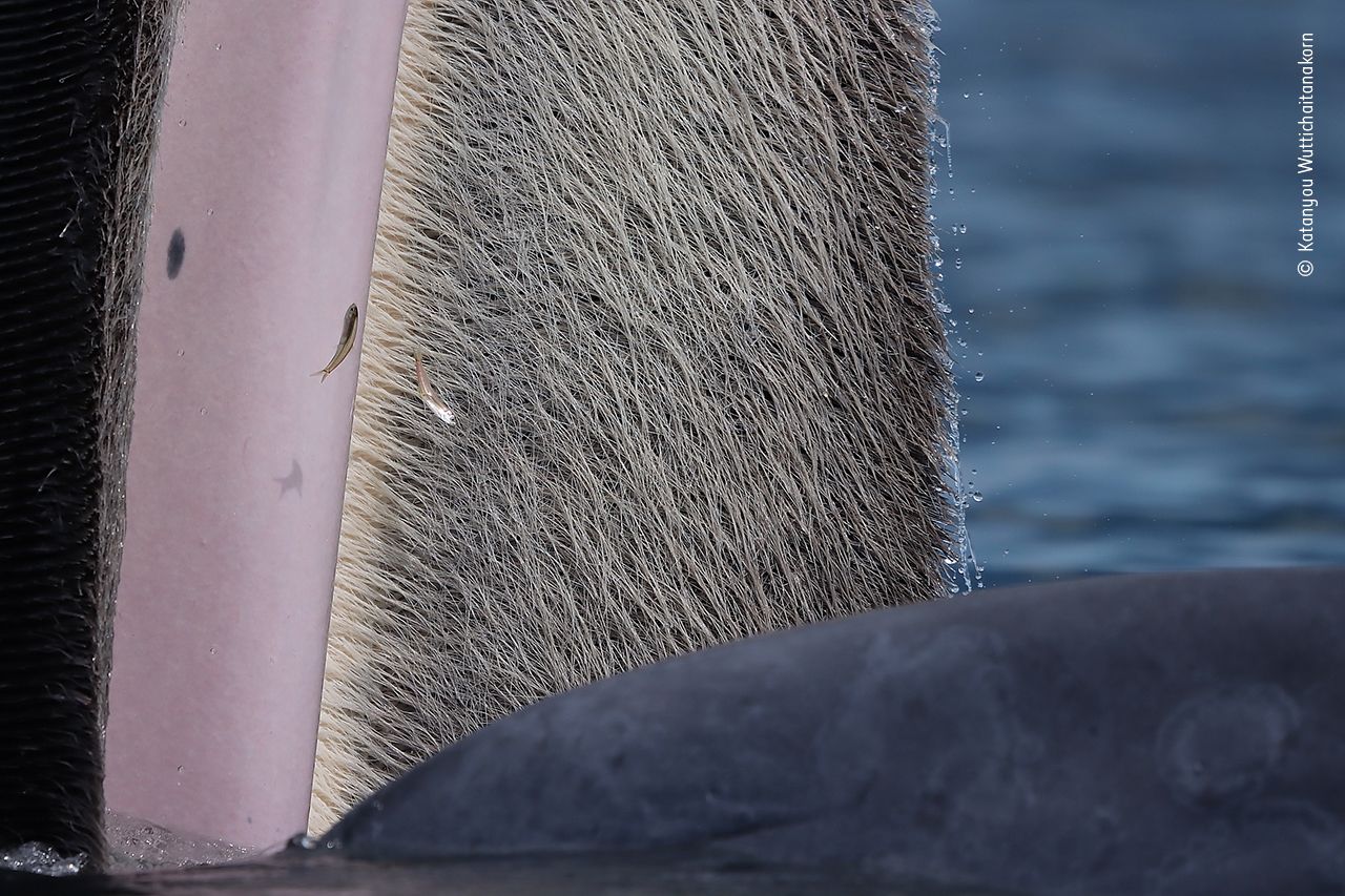 baleen whales, whale tours