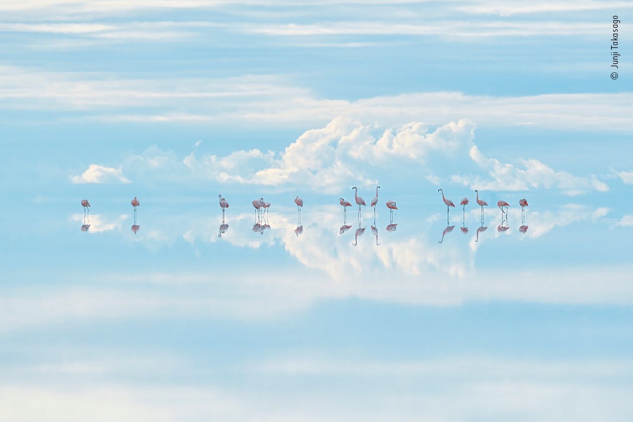 flamingos