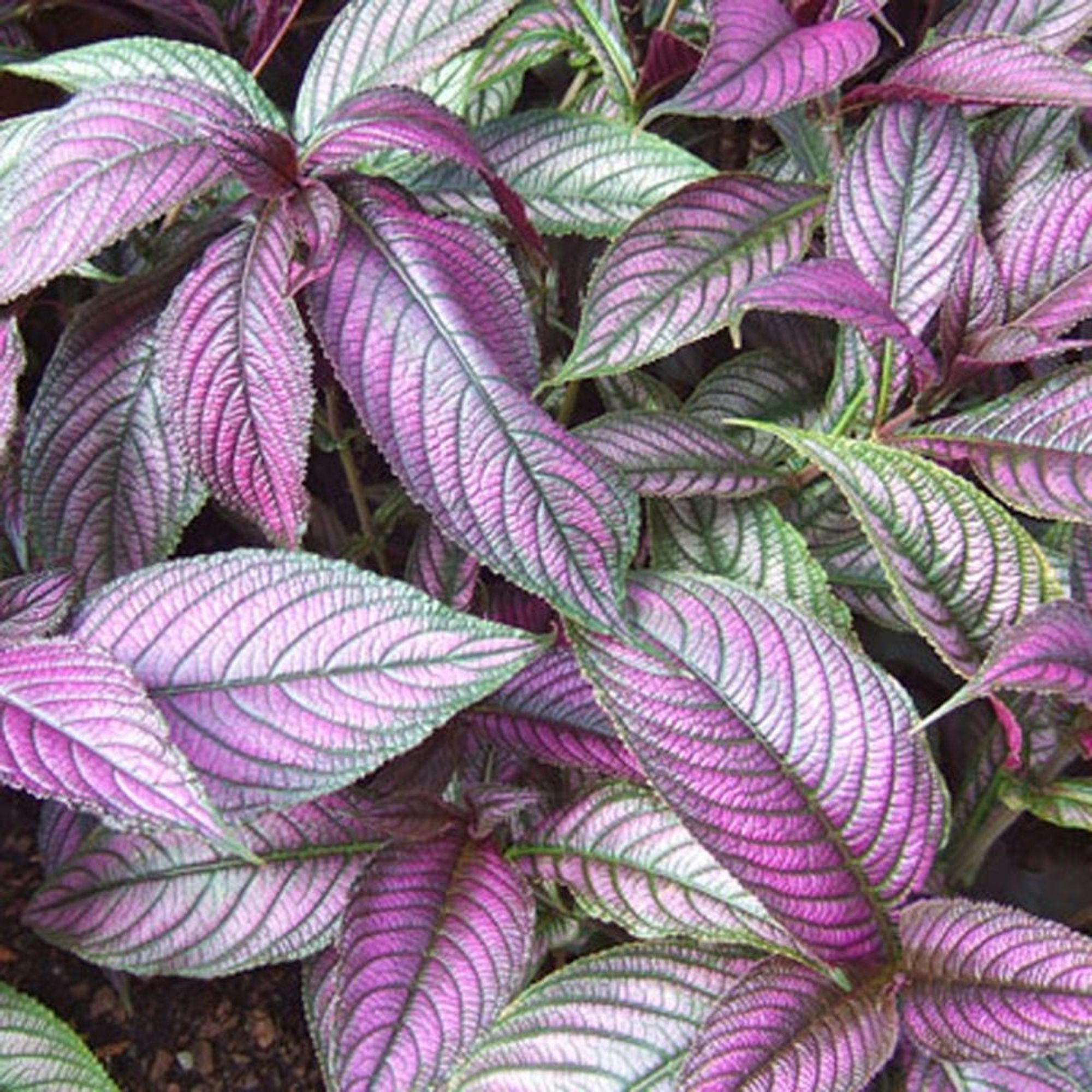 red leaved house plants red leaved house plants