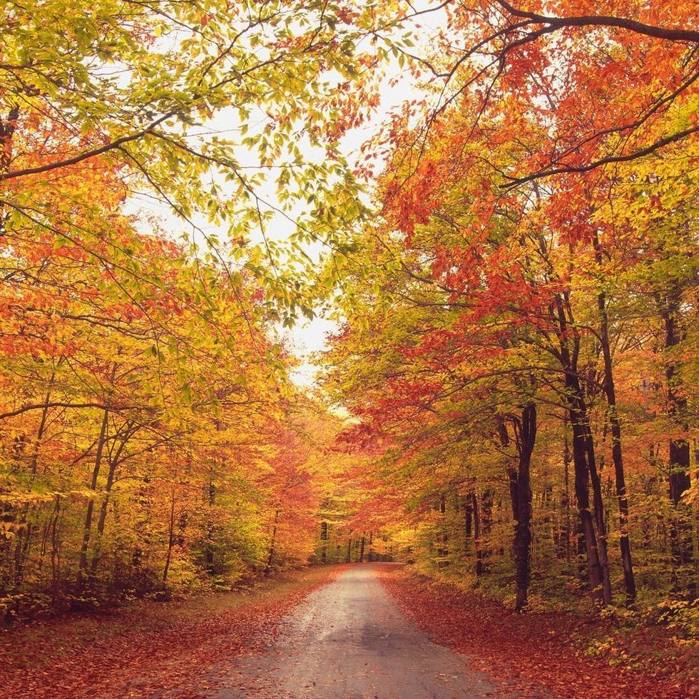 Here’s When And Where To See Peak Fall Foliage - Brit + Co