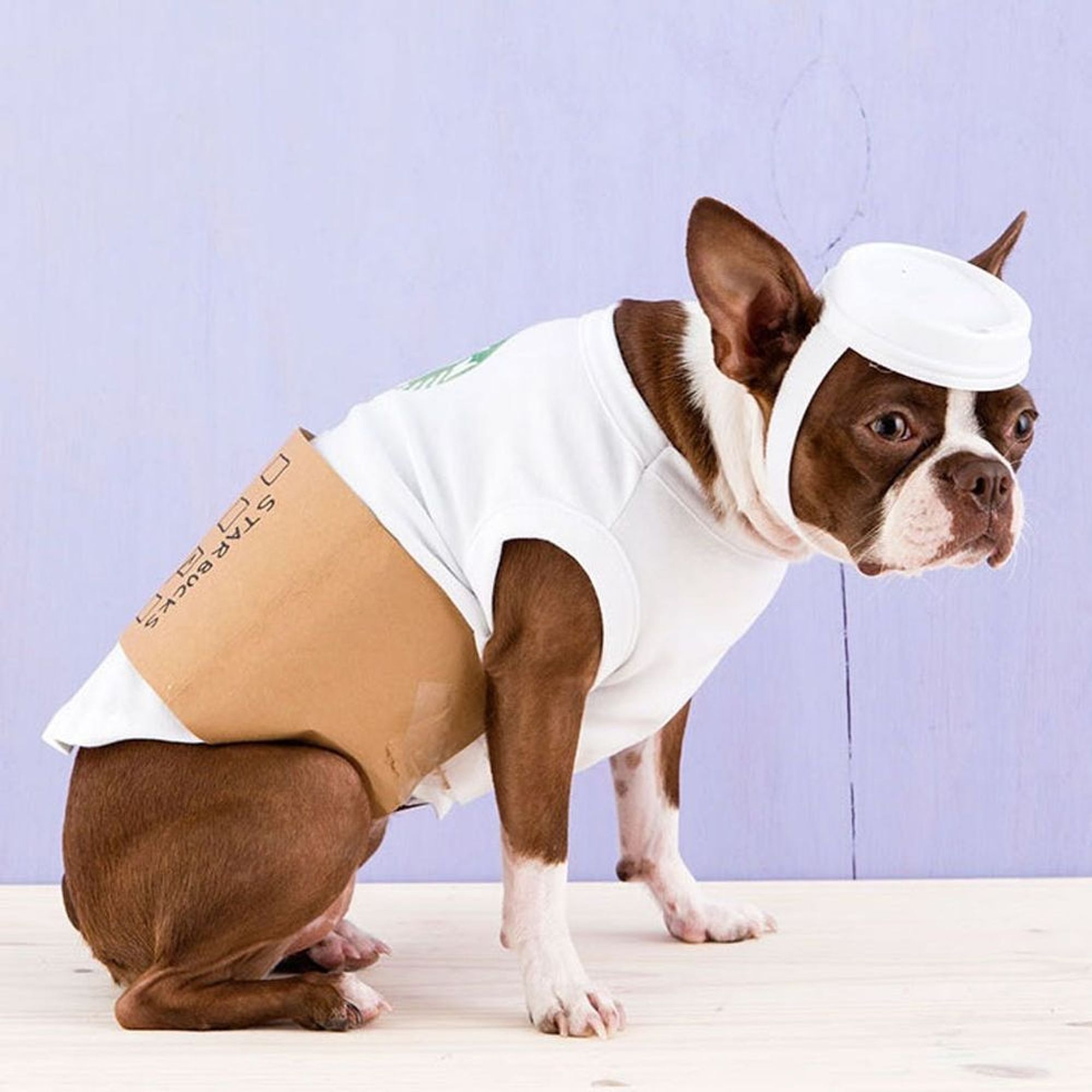 Pet Halloween Costume Ideas for 2025