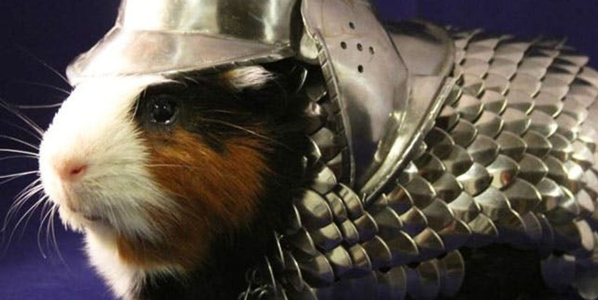 The BritList Guinea Pig Armor, The Baguette Bag + More Brit + Co