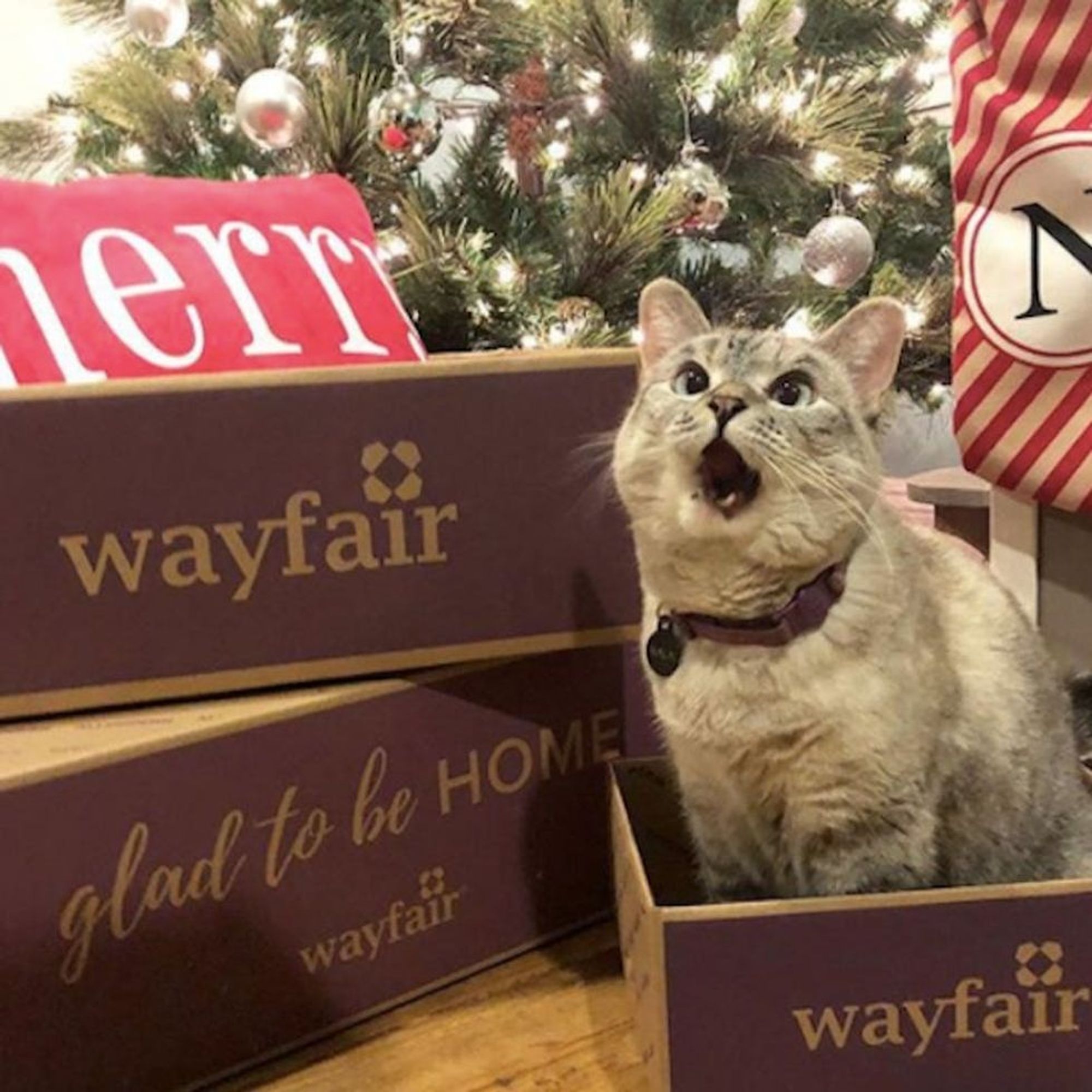 This Christmas Cat Video Will Melt Your Heart (Bambi) - h8cfr6h