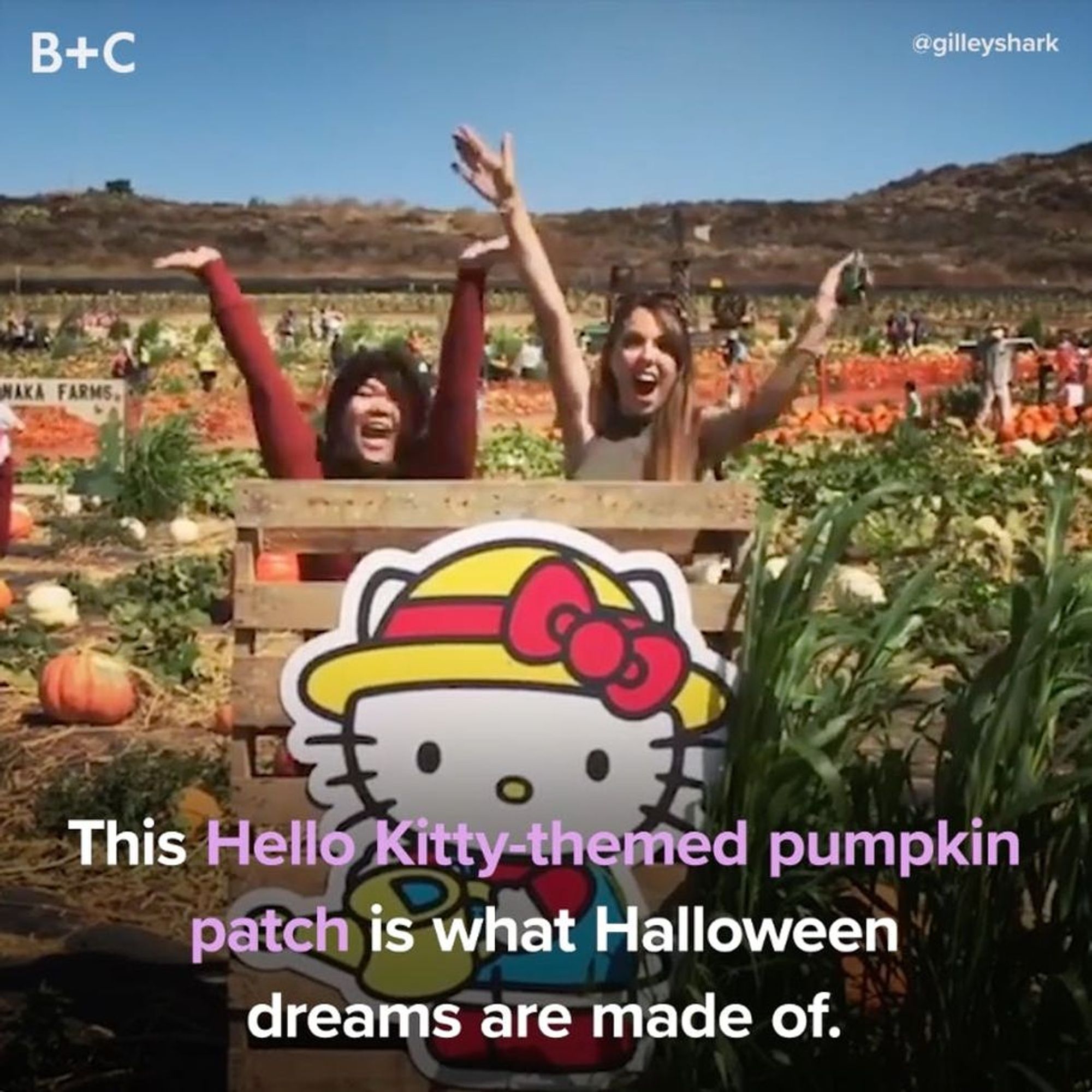 The Hello Kitty Pumpkin Patch Is ADORABLE - Brit + Co