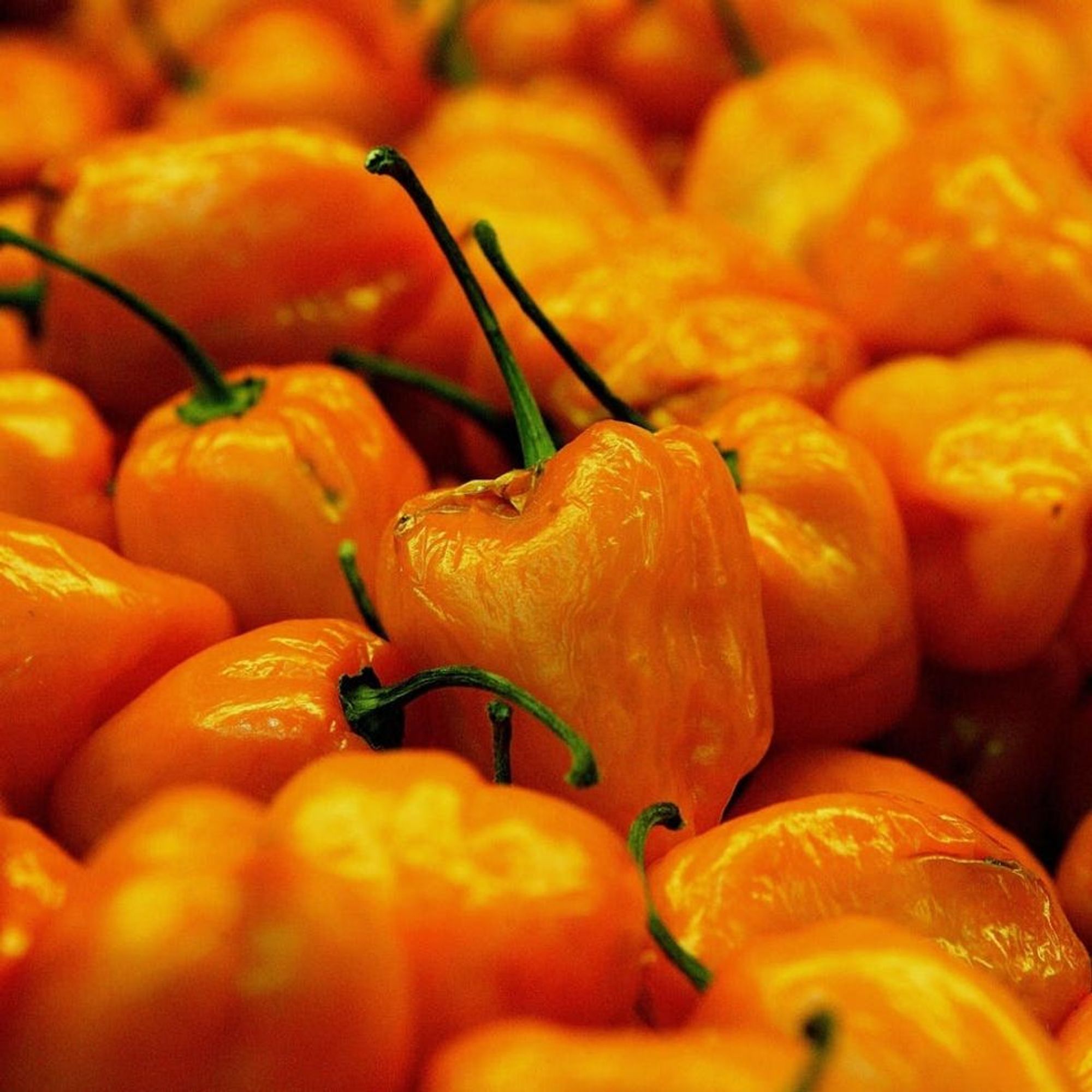 This New “Dragon’s Breath” Pepper Is So Hot It Could Kill You! Brit + Co
