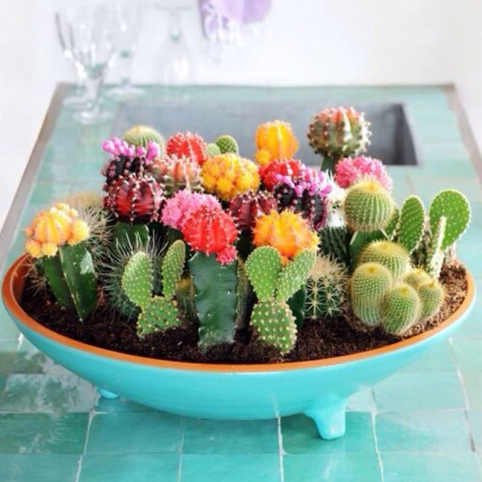 11 Crazy Cool House Plants Trending in 2016 Brit + Co
