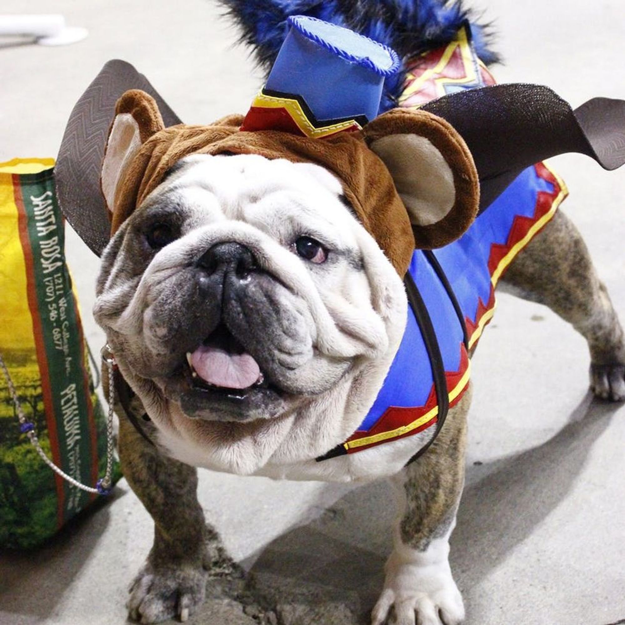 The 9 Cutest Dog Costumes We Spotted at the San Francisco Dog Show ...