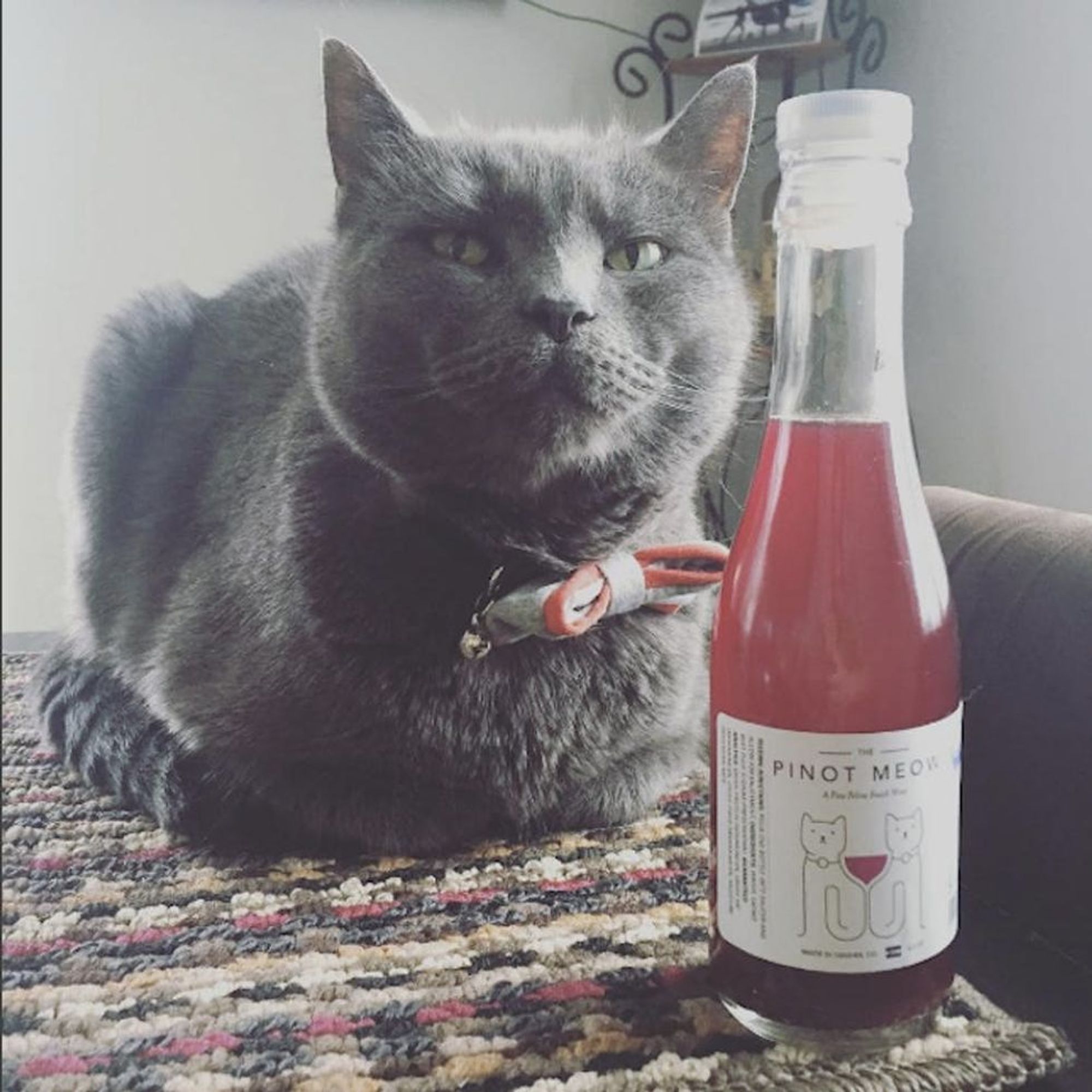 Cat Wine Is Now a Real Thing and Here’s Why You’ll Want It Brit + Co