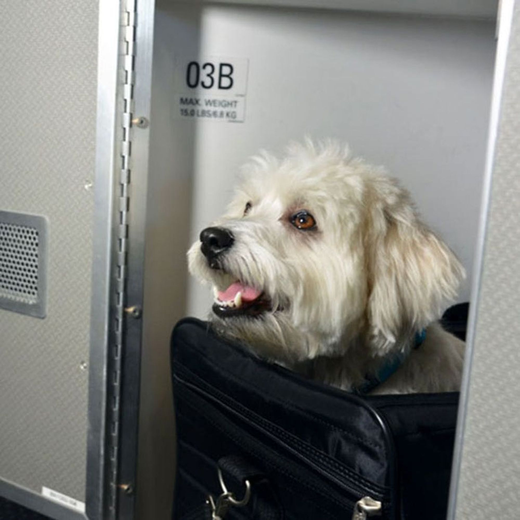 Your Pet Can Now Travel Better Than You on This Airline Brit + Co
