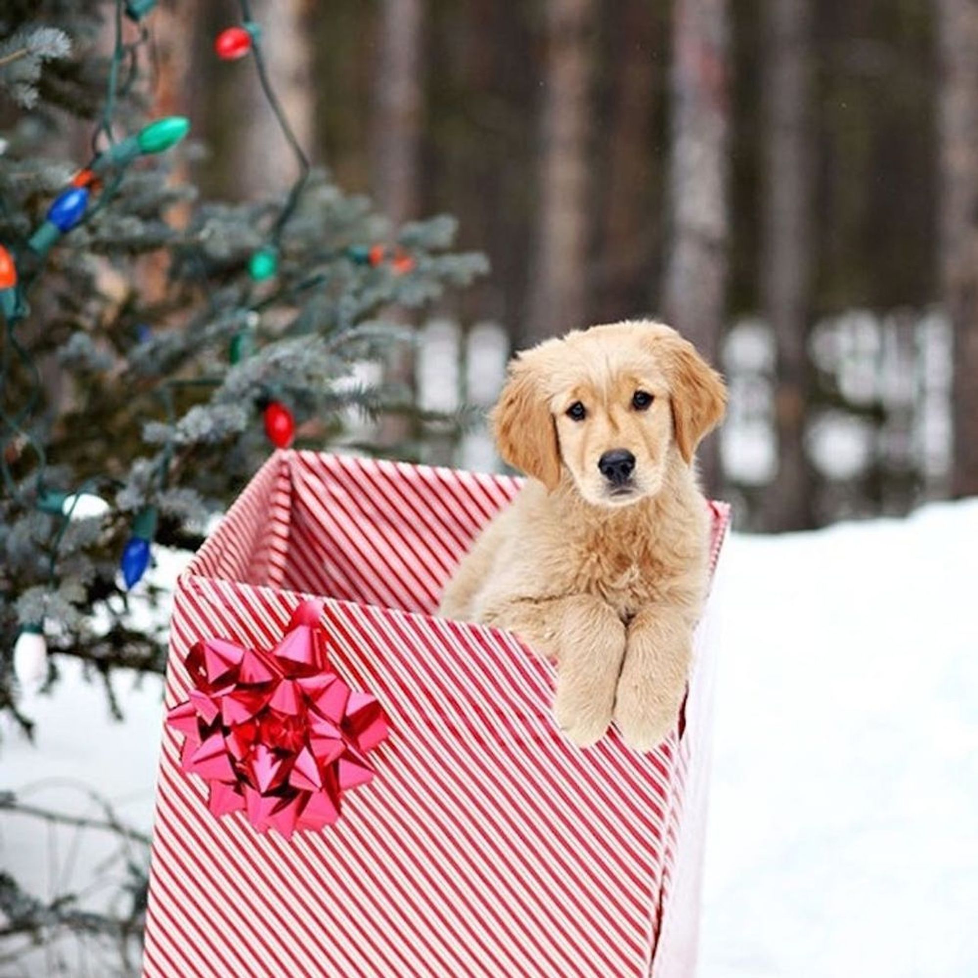 19 Christmas Cards Ideas for Your Pets Brit + Co