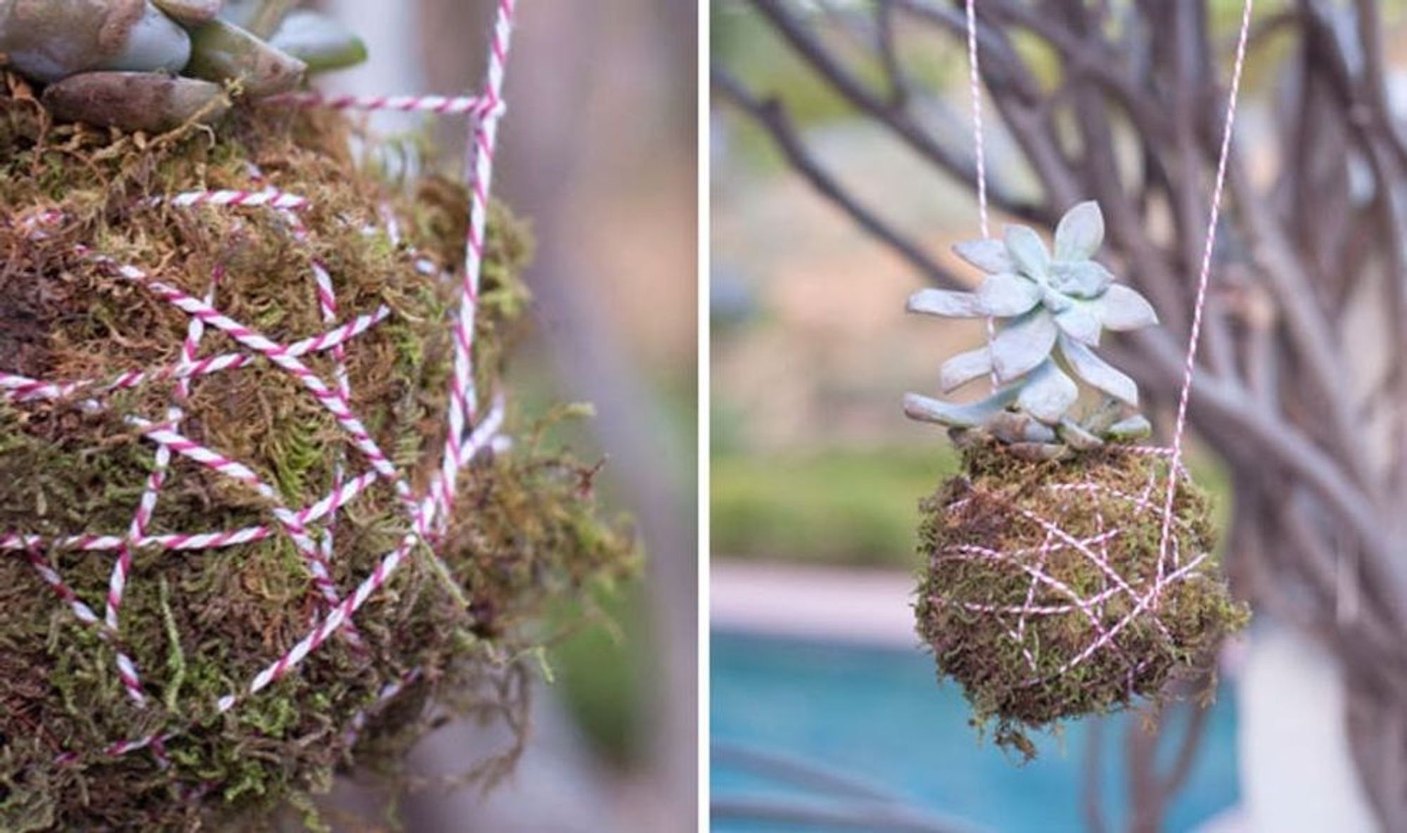 How to Create a Hanging Succulent Planter Brit + Co