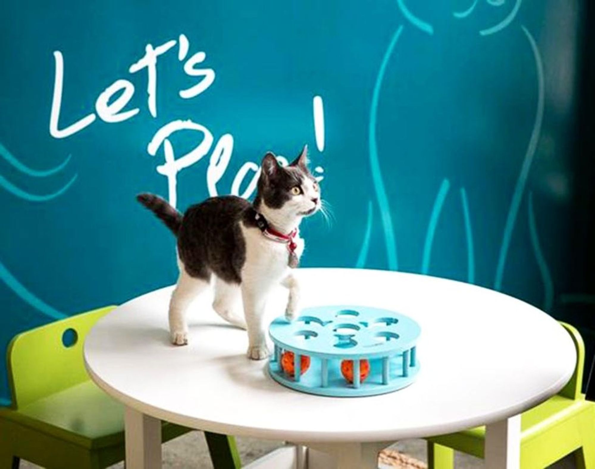 Come Inside the First Ever Pop Up Cat  Cafe  Curiosity Is 