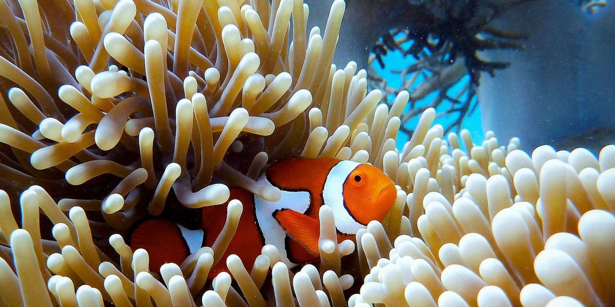 Coral reefs get their genetic revolution - The Daily Climate