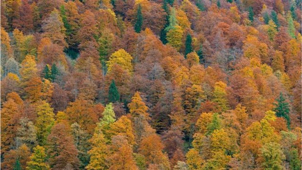 Louisville neighborhoods use trees to fend off heart disease