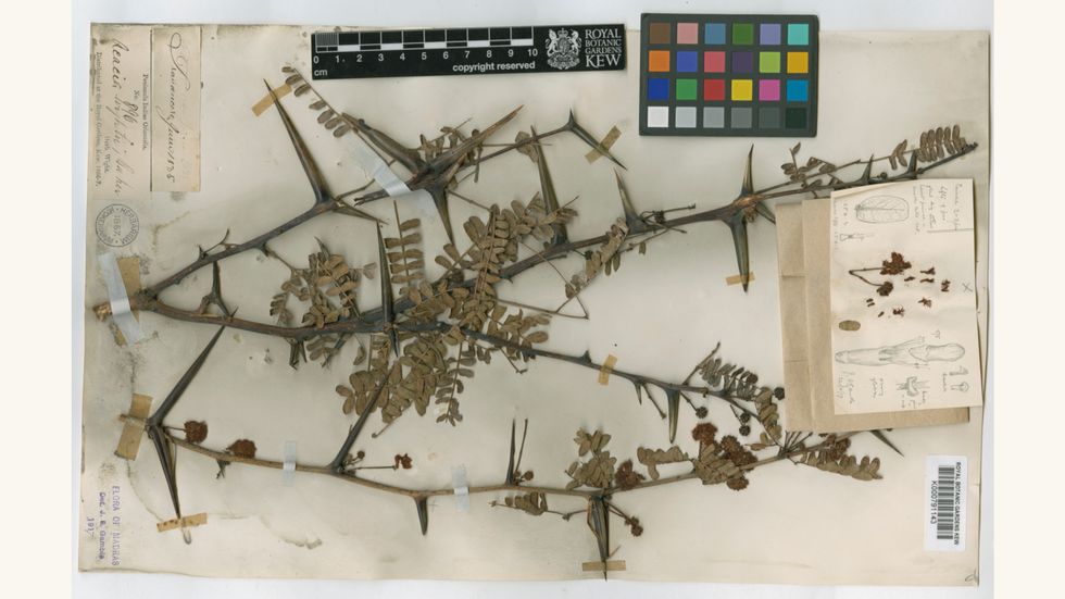 Legume gone: The shocking reasons for a tree’s extinction in India