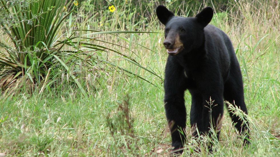 To survive in Texas, black bears need an open border